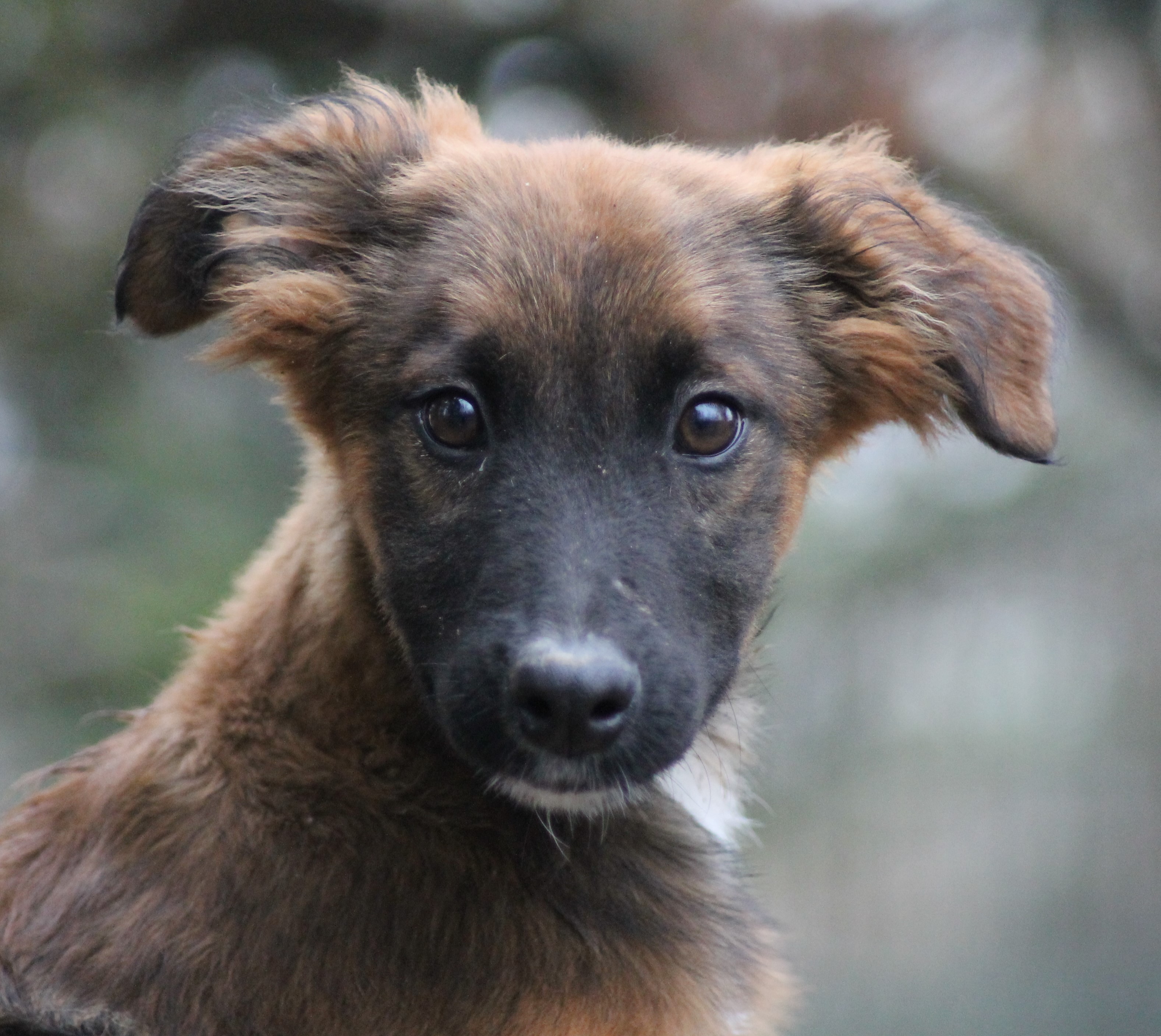 CHIOT GIT 02
