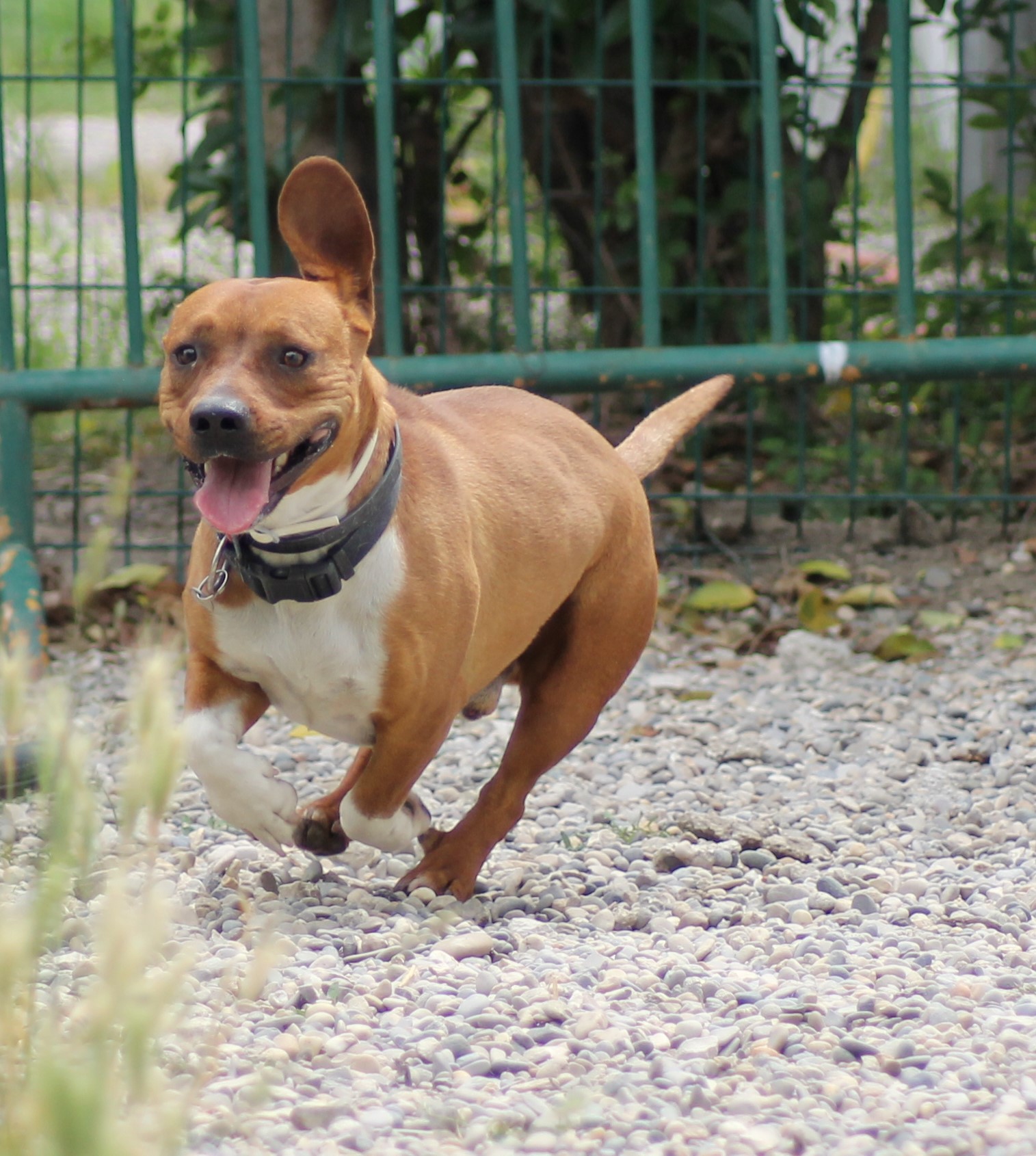 TYSON