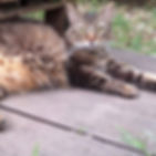 Aiko.JPG