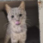 Charlot.jpg