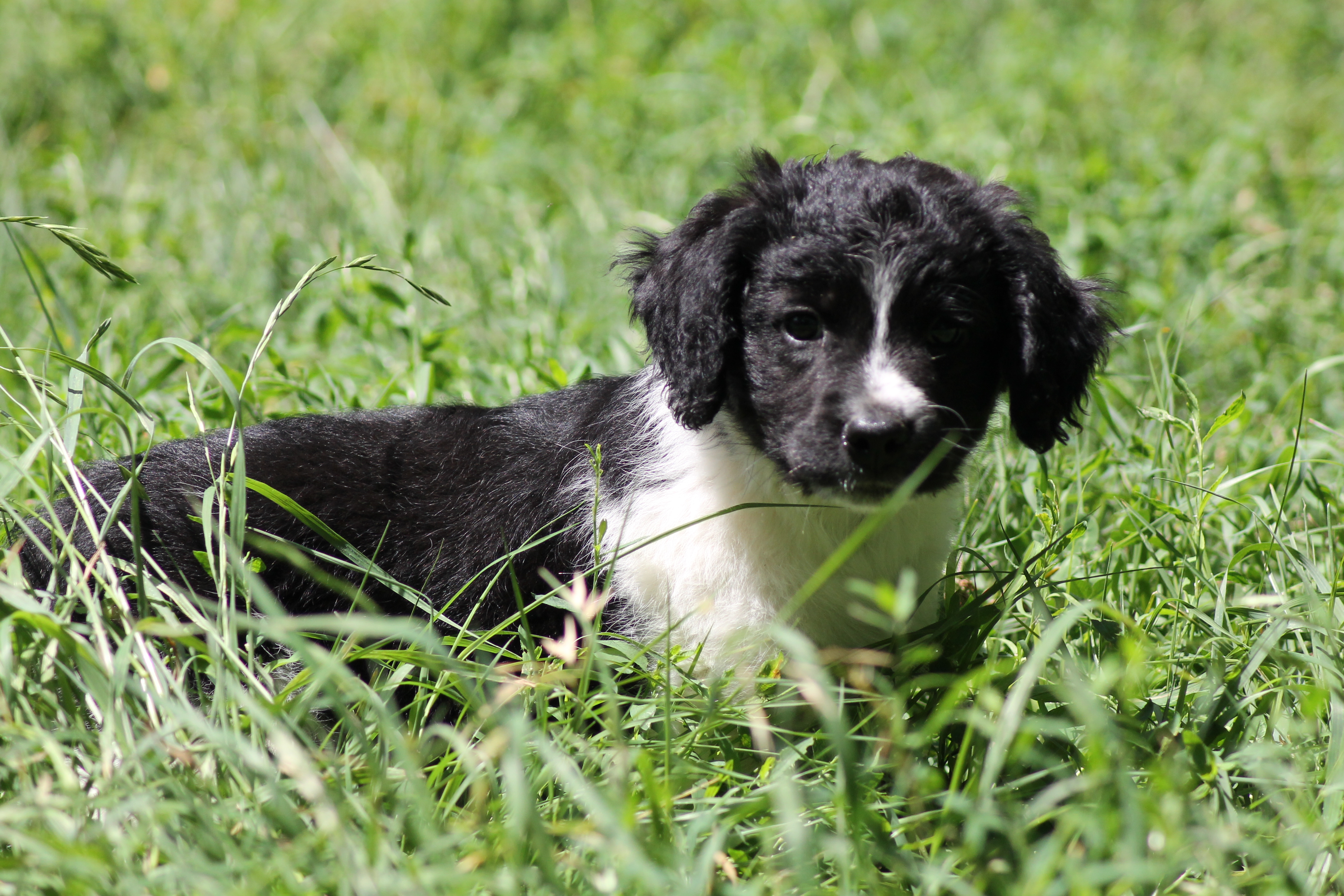 CHIOT B