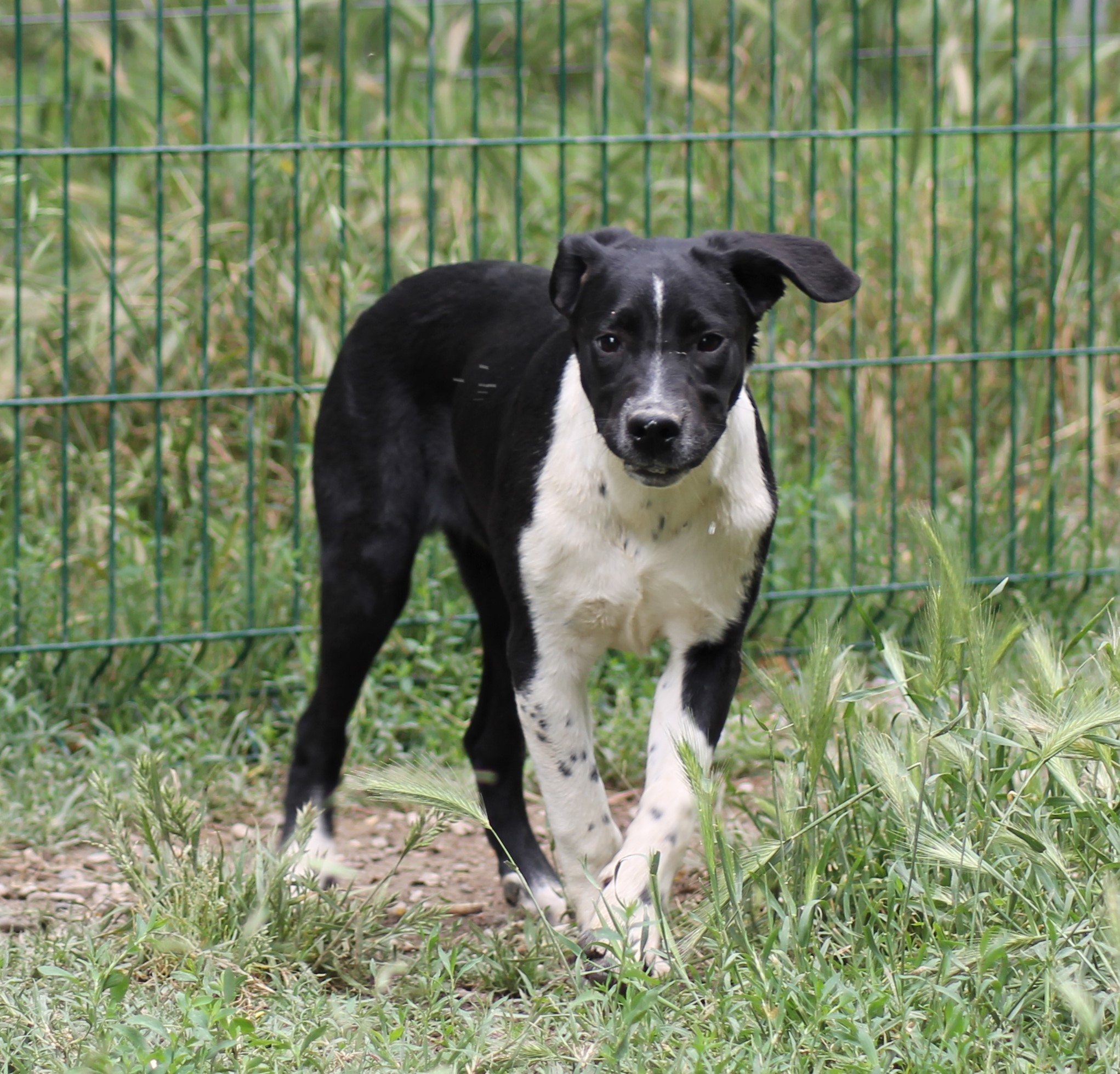 DOMINO