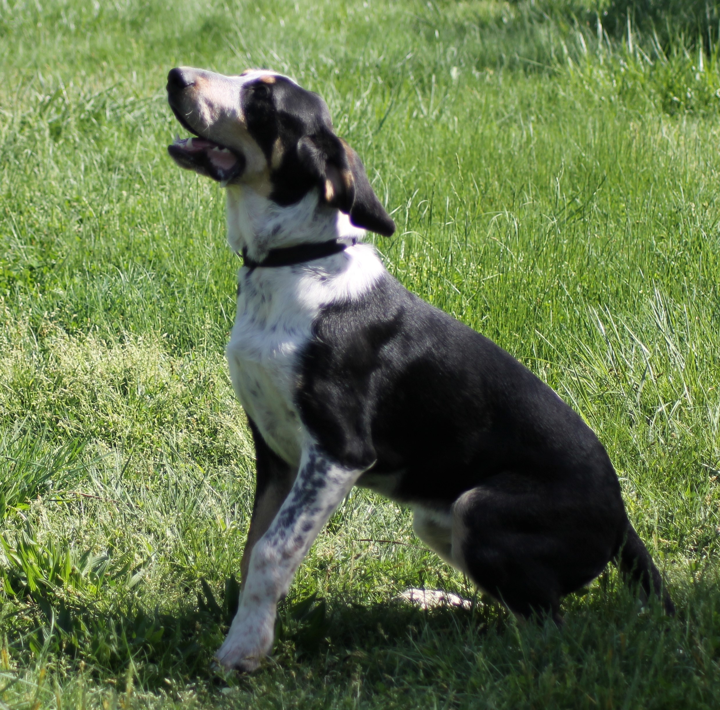 HERCULE
