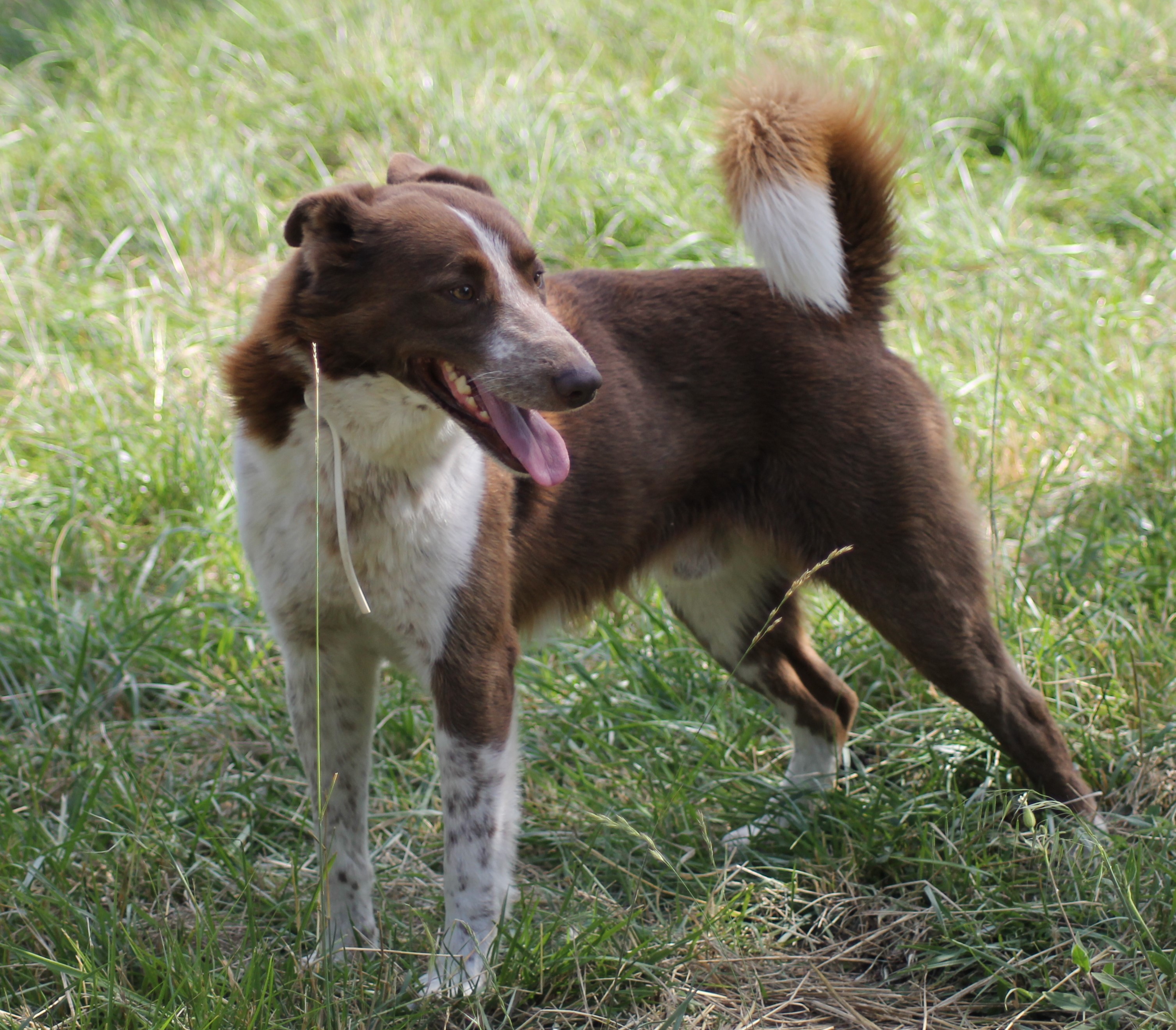 TAZ