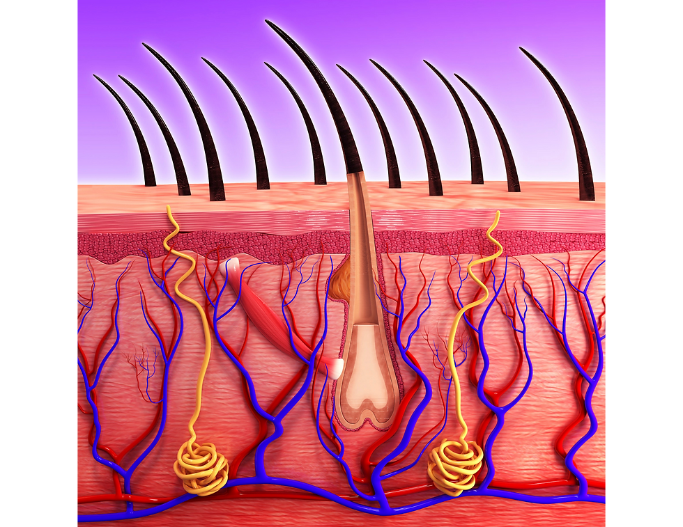 Chemical sunscreens work by being absorbed into the skin and converting ultraviolet light from the sun into heat. While minerals like zinc oxide and titanium dioxide sit on the surface of the skin and deflect UV rays without being absorbed.