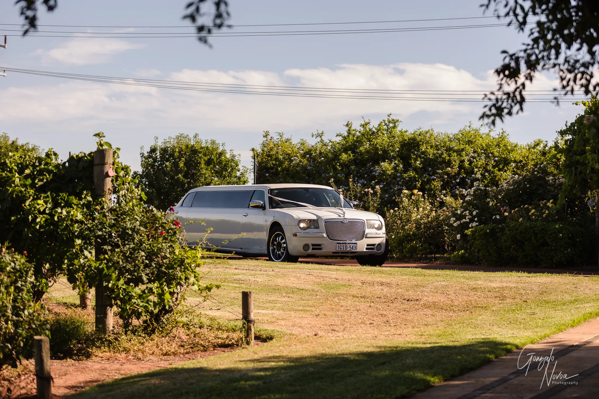 White stretch limousine arriving at Sittella Winery, surrounded by lush gardens and blue sky.