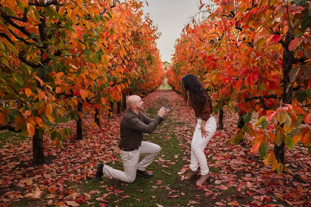 Sandra reacts in shock and joy, bending forward with hands on knees, as Luis proposes on one knee in the middle of an orchard with bright autumn leaves.