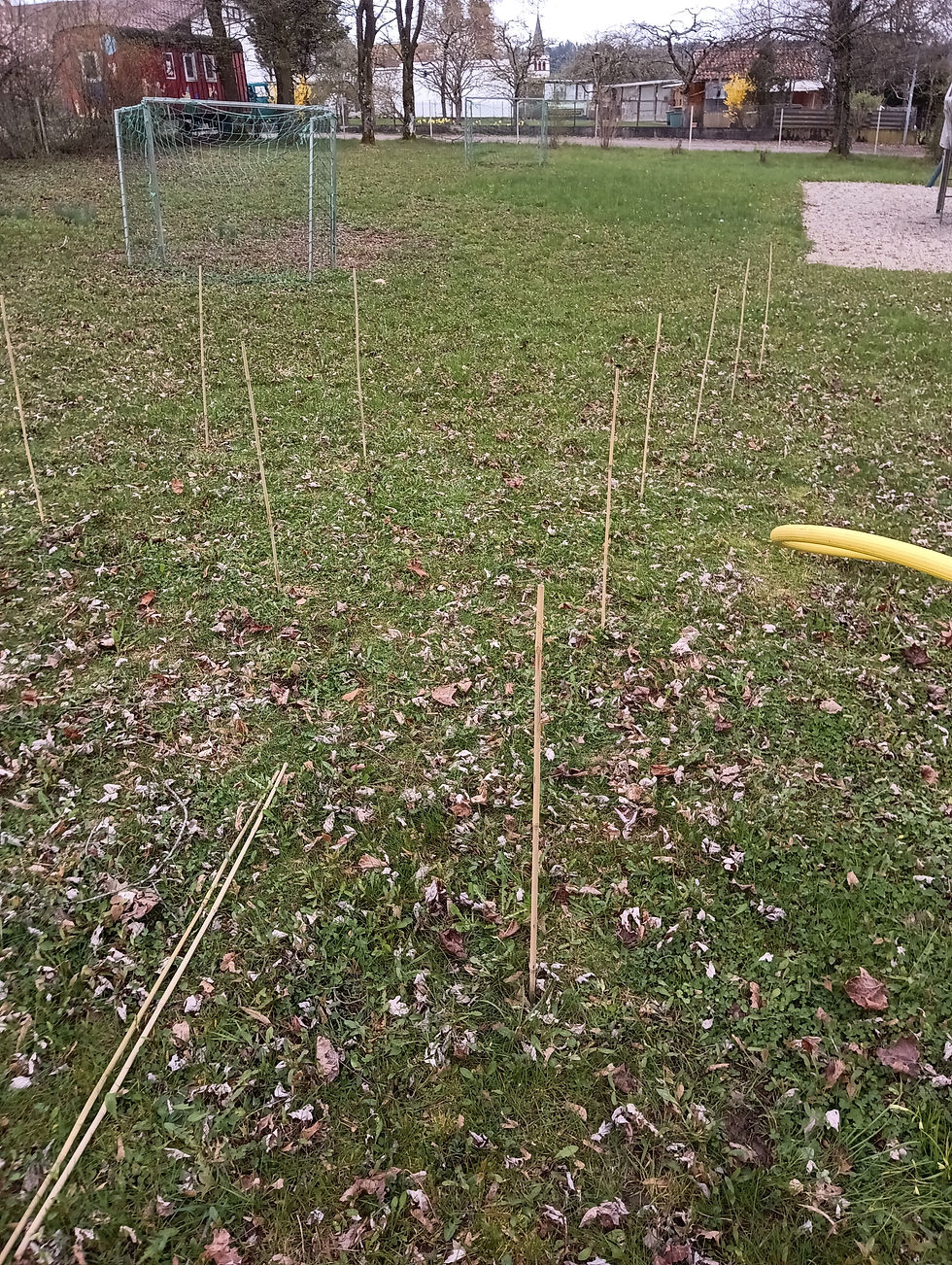 Baumstandortsanierung20