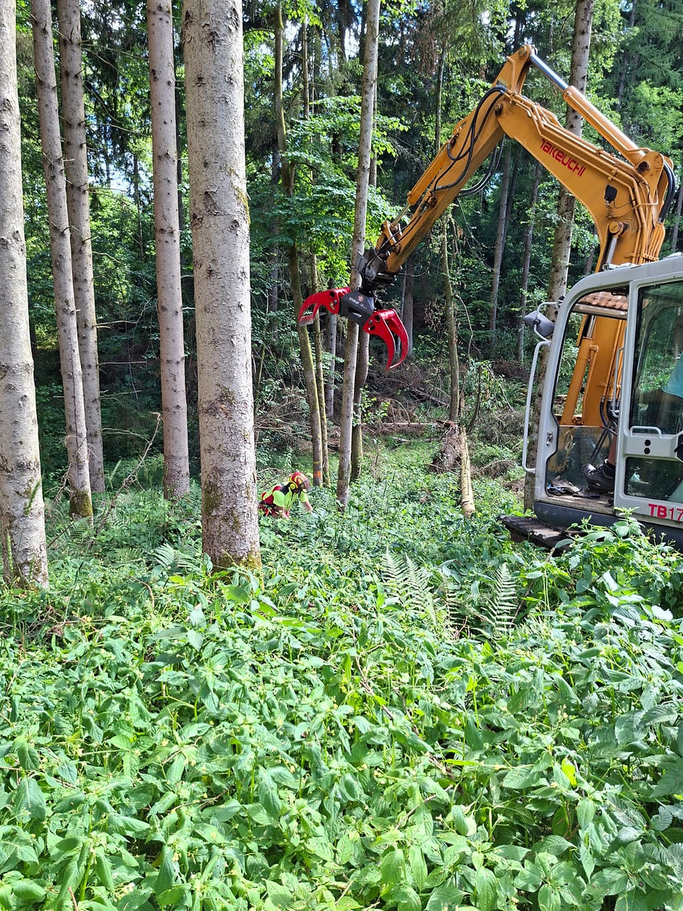 Forst und Vegetation 2