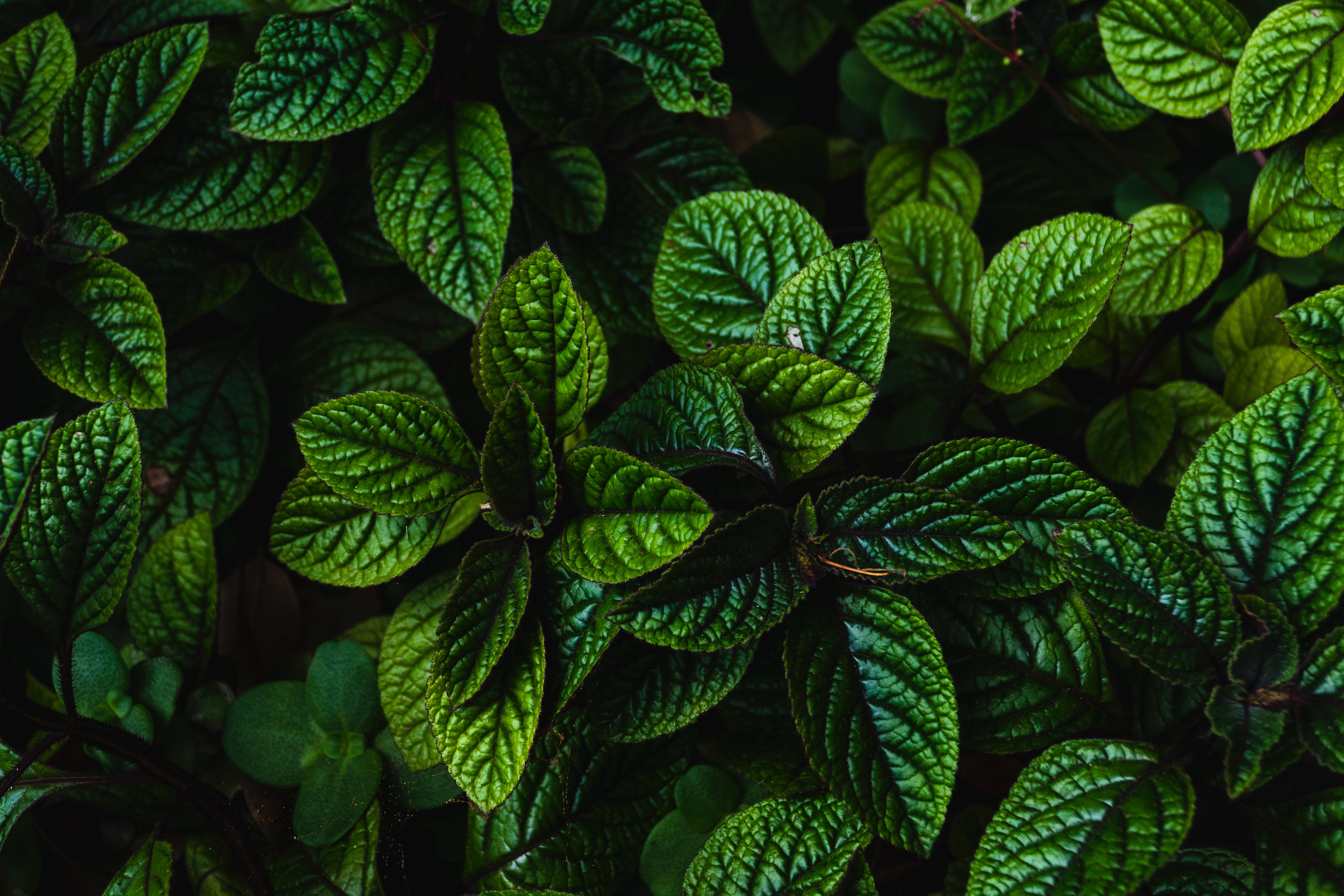 josefin-1142496-unsplash