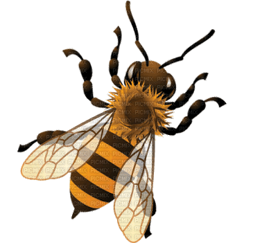 nids de guêpes