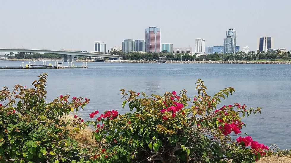 Bougenvilla in the front bridge to the city of Long Beach connects the two plots of land