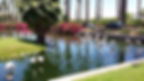 Flamingos in the water at the entrance of the JW Marriot Desert Springs Resort and Spa