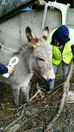 LHPR RESPOND TO DONKEY WELFARE CALL