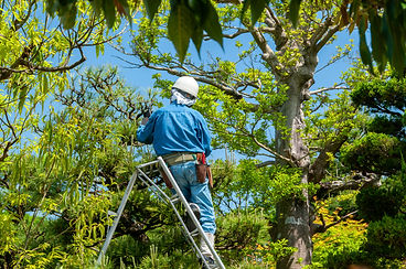 安全第一の庭木伐採・抜根