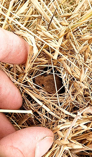 mouse_edited_edited.jpg