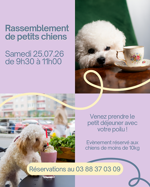 rassemblement petits chiens.png