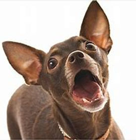 barking.jpg
