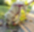 white-dog-sniffing-walk-720x720_edited.jpg