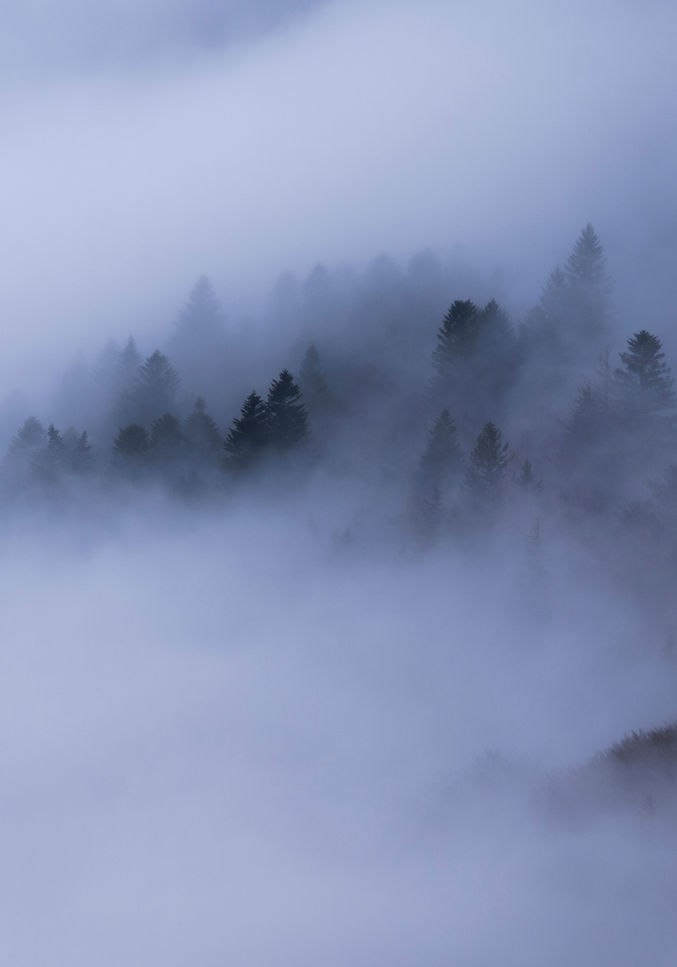 Photo de montagne et de forêt dans la brume