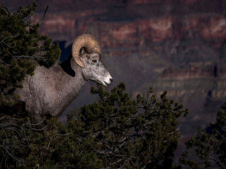 CE QUE NOUS REGARDONS ENCORE (ET CE QUE NOUS NE VOYONS PLUS)