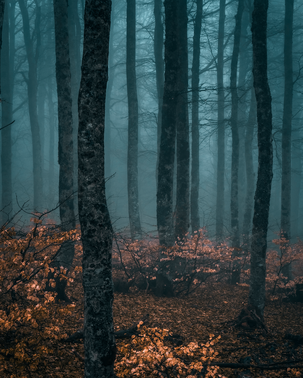 SOUS BOIS 1