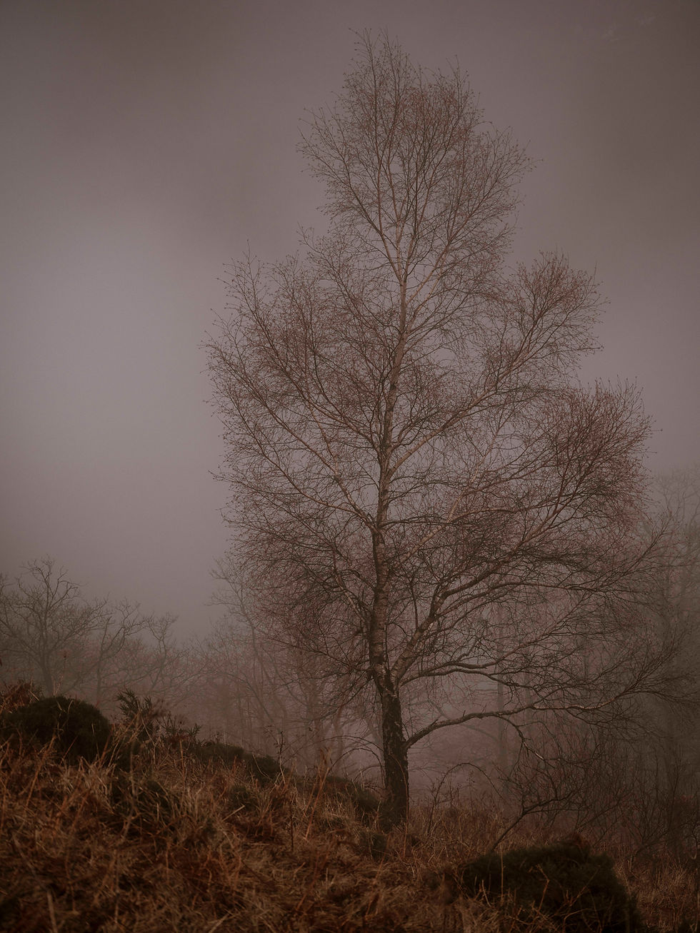 arbre dans la brume