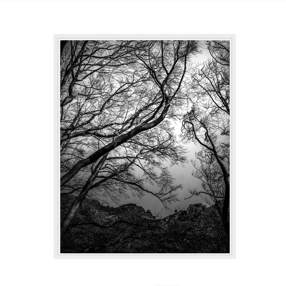Miniature : ARBRE NOIR
