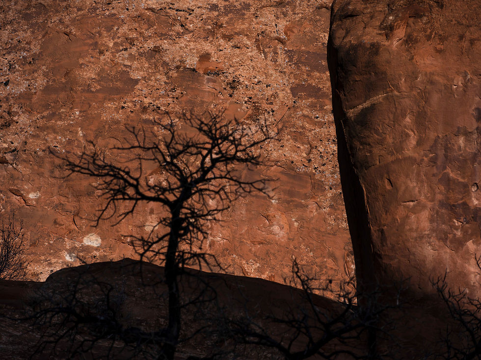 ombre d'arbre dans la parc national des Arches