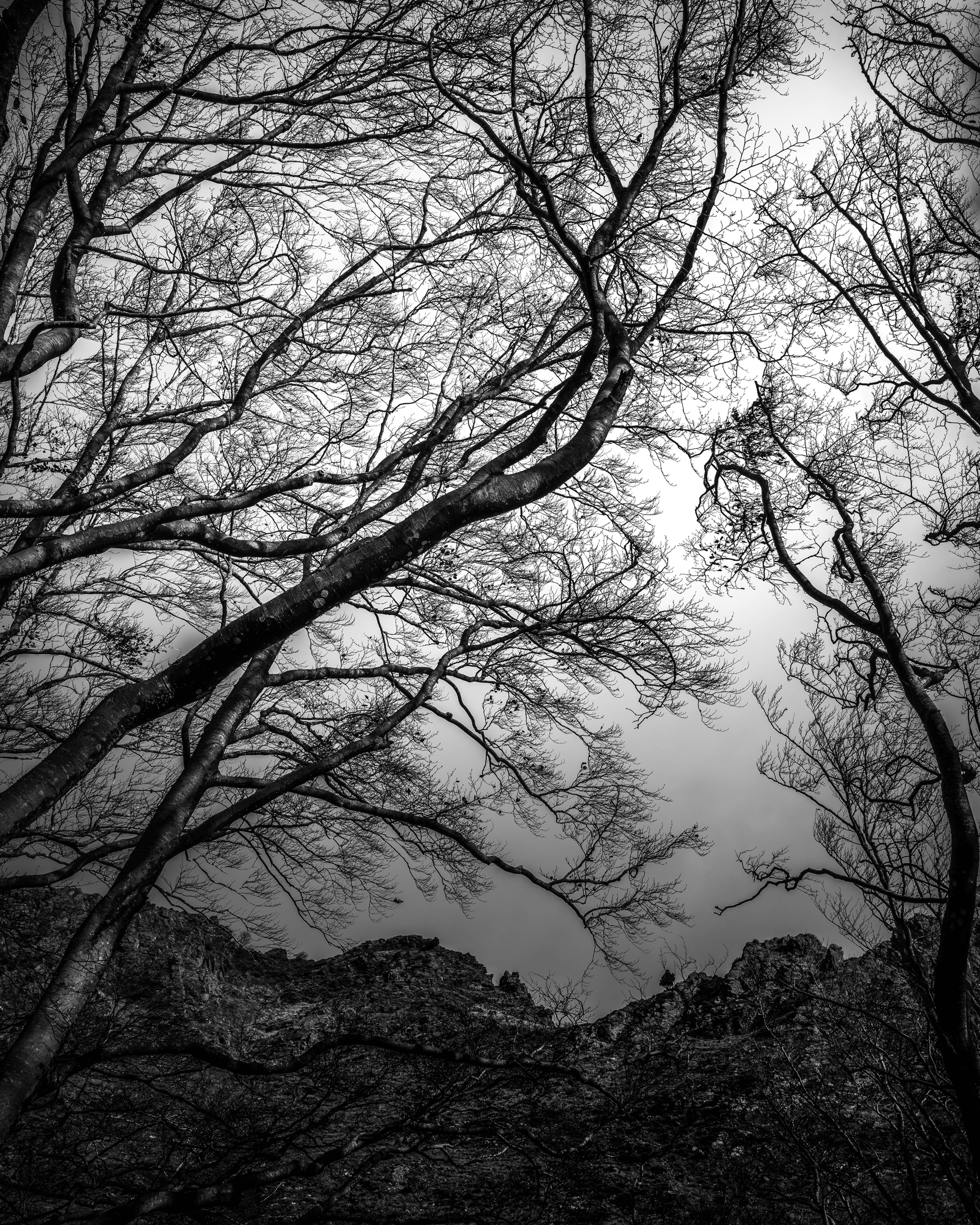 ARBRE NOIR