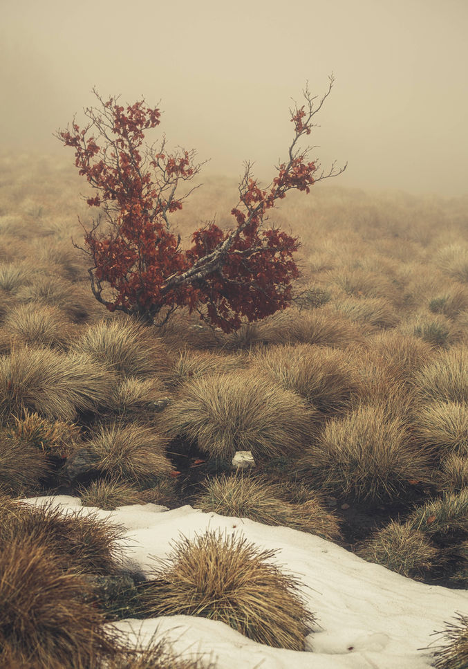 paysage du Mont Aigoual dans la brume et la neige