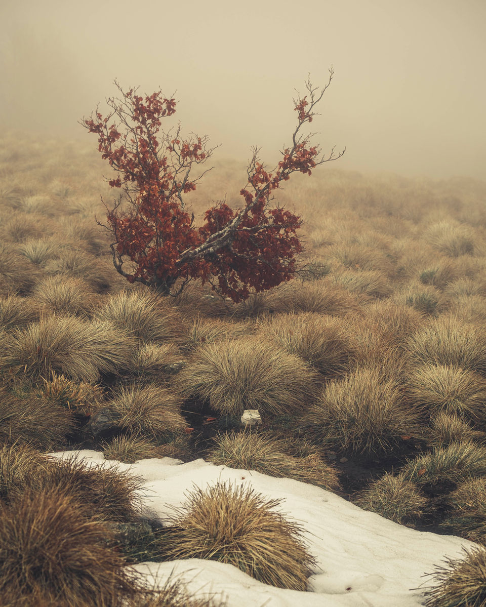 paysage du Mont Aigoual dans la brume et la neige