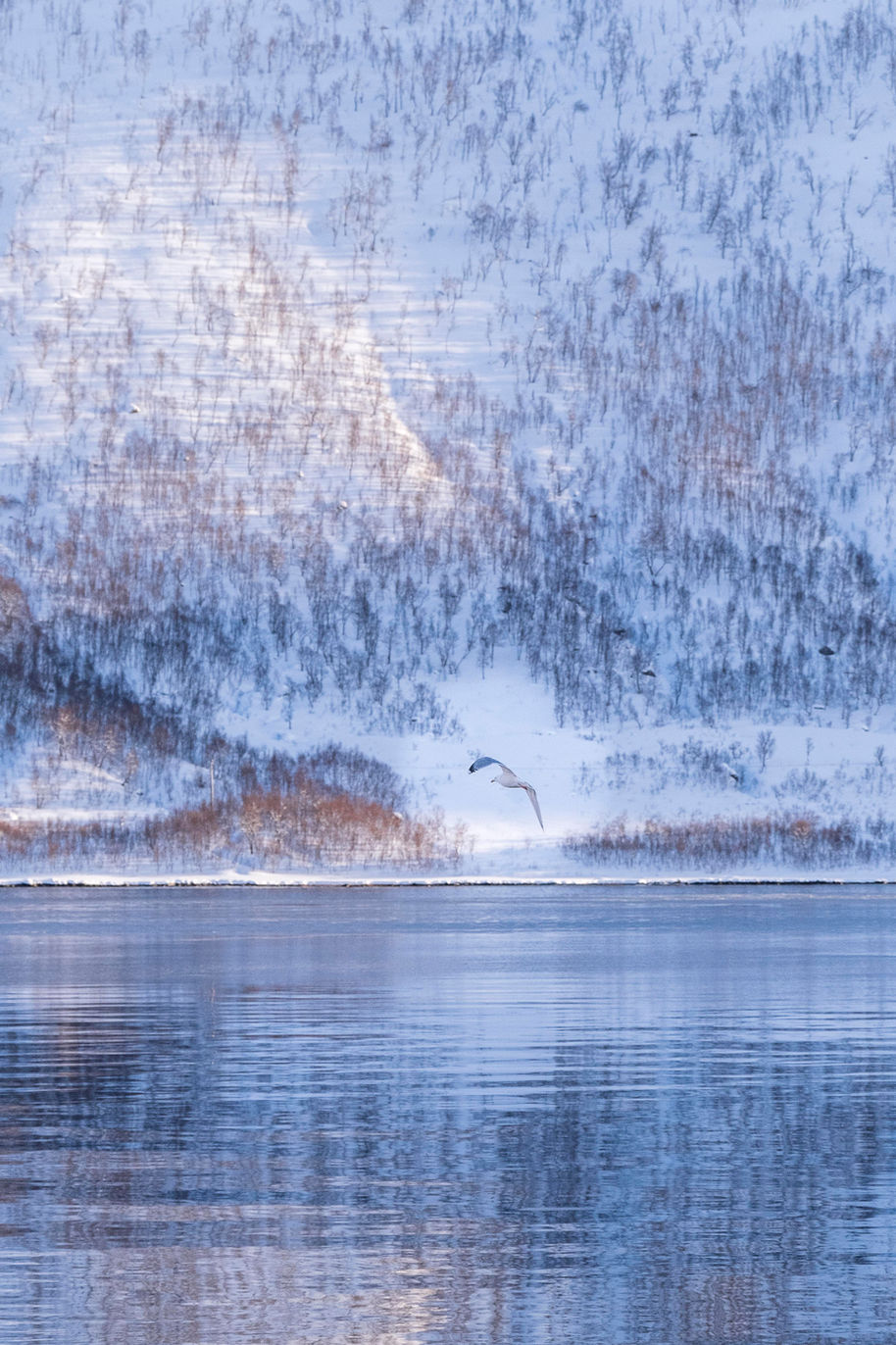 Mouette volant au milieu d'un paysage de fjord enneigé en Norvège