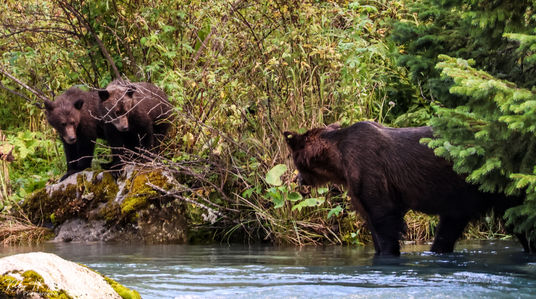 A yearlling cub.