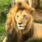 A large male lion from the Rongai Pride