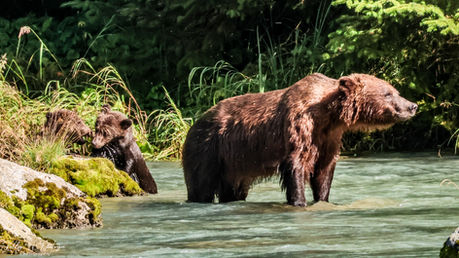 A yearlling cub.