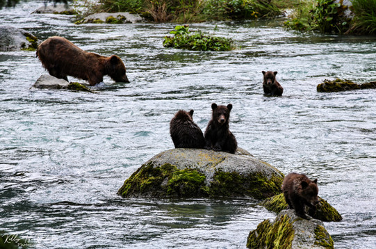 A yearlling cub.