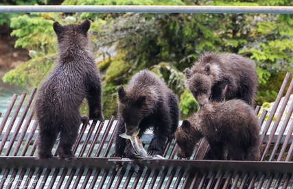 A yearlling cub.