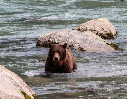 A yearlling cub.
