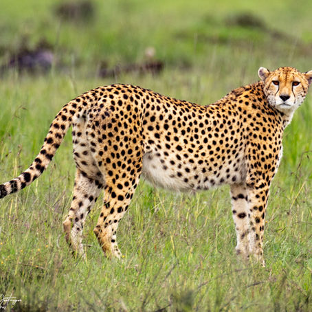 Exploring the Wild: An Unforgettable Safari Adventure in Kenya