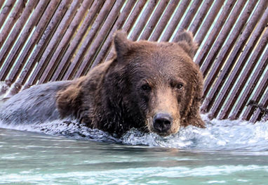 A yearlling cub.