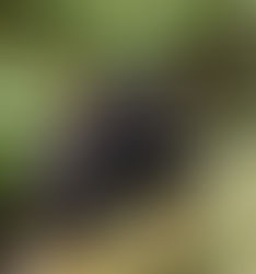 Black bear