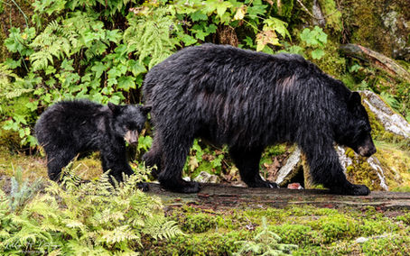 Black bear