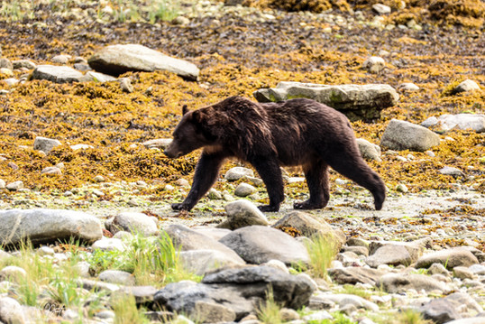 A yearlling cub.