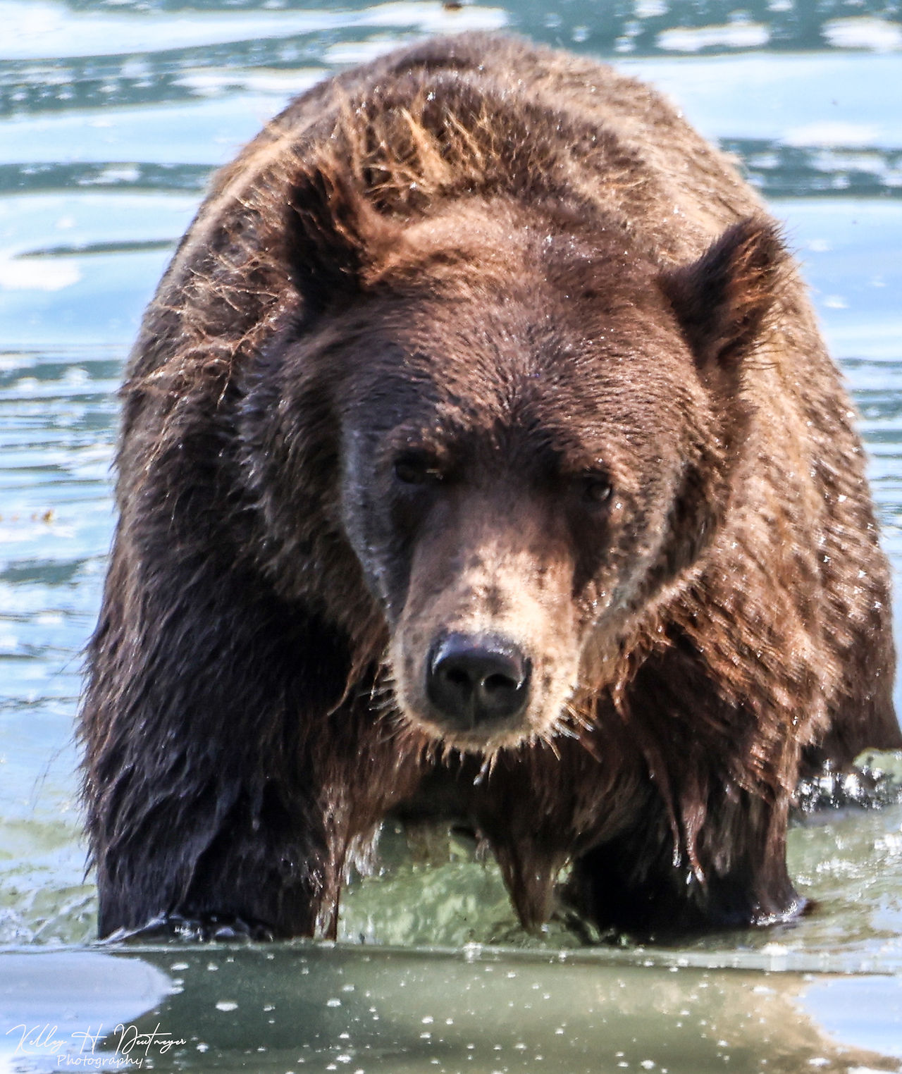 A yearlling cub.