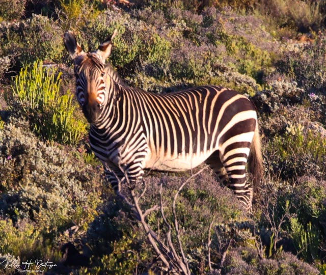 Cape Mountain Zebra