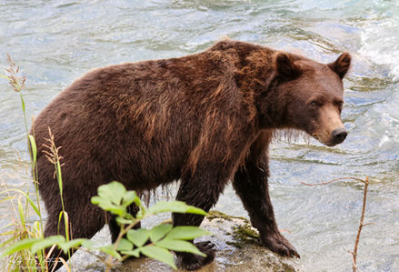 A yearlling cub.