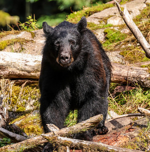 Black bear