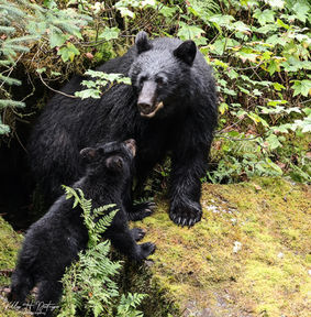 Black bear