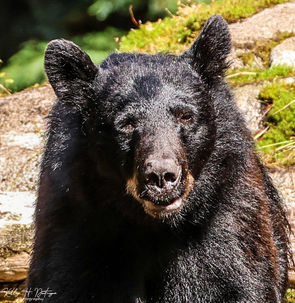 Black bear